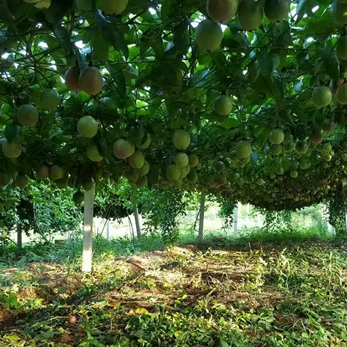 盛暢百香果果園